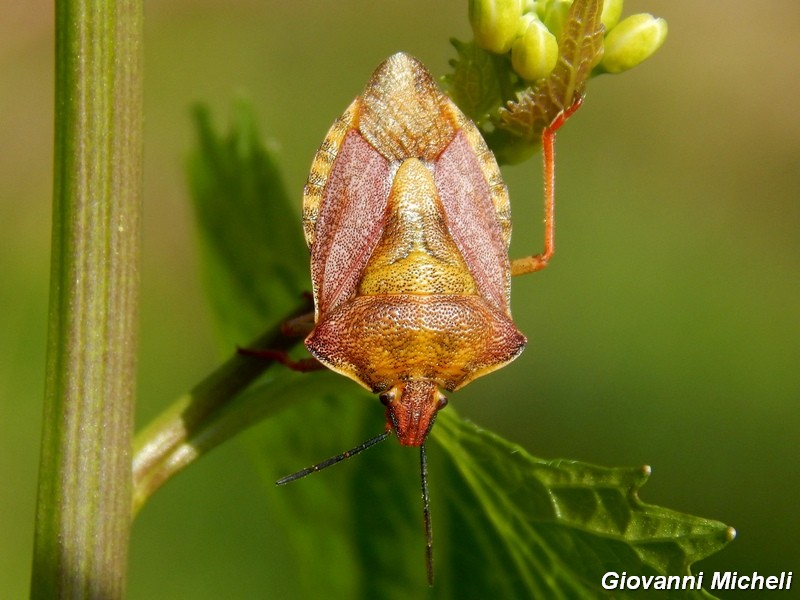 Pentatomidae del Parco del Ticino